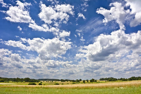 春天 森林 草地 积云 芦苇 环境 夏天 地平线 场景 领域