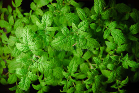 生长 食物 农业 起源 植物学 种子 花园 栽培 生态学