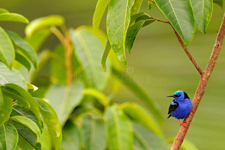 观鸟 动物群 羽毛 美丽的 鸟类 蜜柑 自然 科斯塔 分支