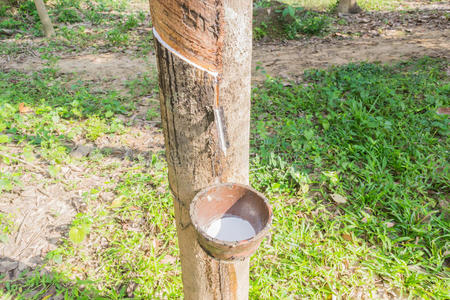 行业 液体 作物 橡胶 自然 种植园 木材 乳胶 亚洲 泰国