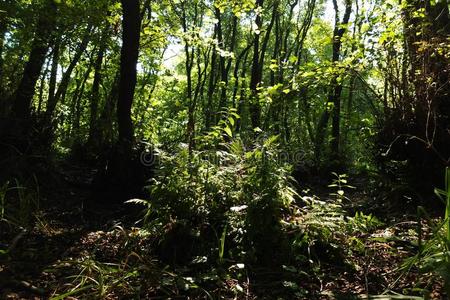 风景 灌木丛 蕨类植物 夏天 古老的 热带 步行 童话 遗迹