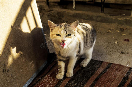 可爱的家庭小照片，蓝色的猫照片，宠物