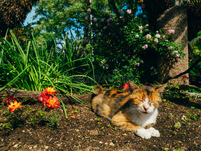 宠物 草地 面对 哺乳动物 眼睛 花坛 生姜 外部 小猫