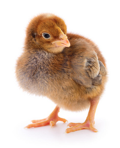 新生儿 形象 家禽 动物 演播室 宠物 宝贝 颜色 特写镜头