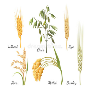 大麦，小麦，黑麦，大米，小米和绿色燕麦。 矢量插图