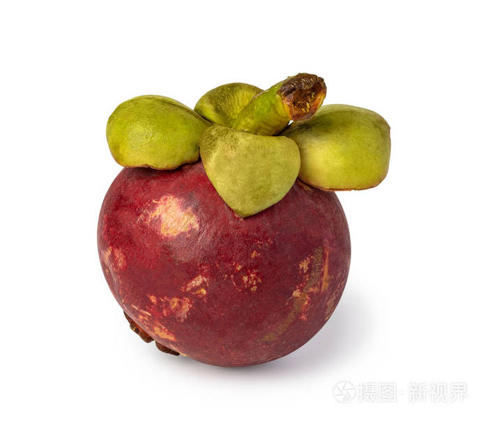 白底山竹