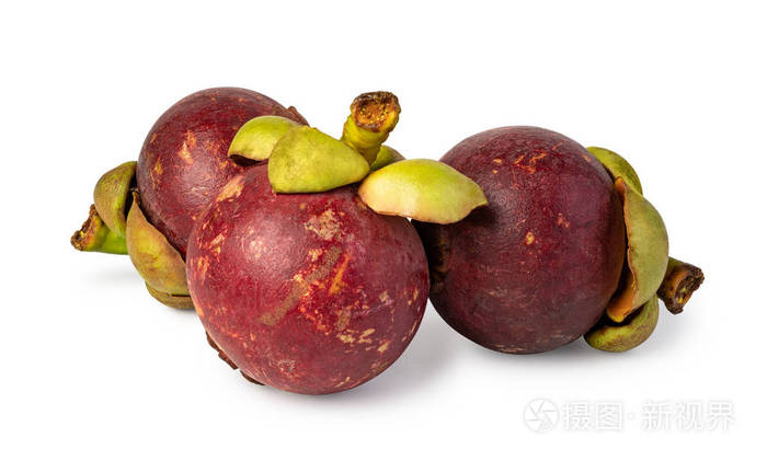 白底山竹