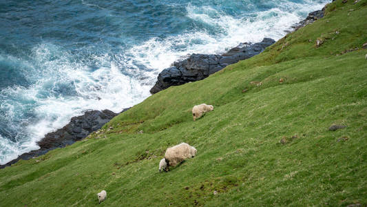 欧洲，法罗群岛，法罗群岛，瓦加尔岛上陡峭悬崖上的绵羊