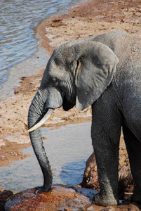 Elephant at the edge of the water