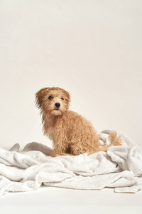 小狗在白色背景上洗澡后在毛巾上玩耍