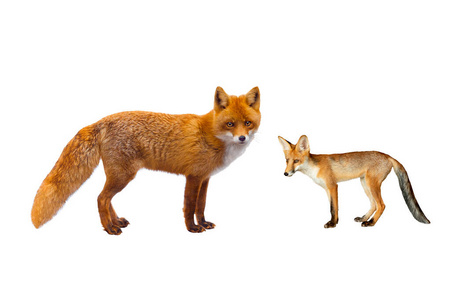  fox and young fox isolated on a white background