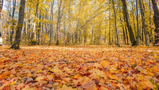 秋景。秋天阳光下的树木和树叶