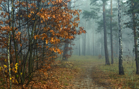 颜色 公园 植物 落下 薄雾 季节 秋天 美丽的 林地 分支