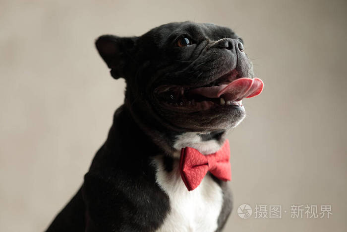 可爱的法国斗牛犬戴着红色领结伸出舌头