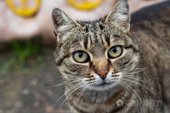 街上无家可归的灰色斑纹猫