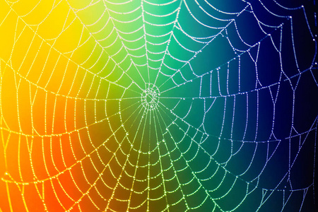 蛛网 纹理 自然 丝绸 窗户 网络 网状物 颜色 早晨 美丽的