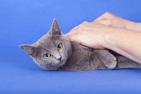 摄影棚拍摄的一只俄罗斯蓝猫，基蒂