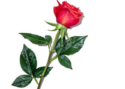 白色背景上孤立的美丽红玫瑰