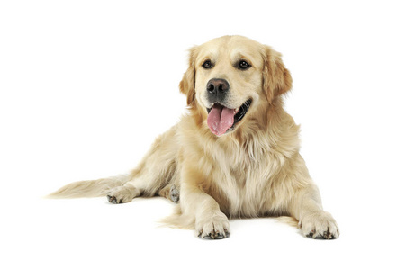 白色摄影棚背景下的英国奶油色金毛猎犬的摄影棚拍摄白色摄影棚背景下