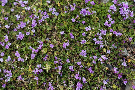 Flowers of the clover Trifolium acaule, in Ethiopia. 