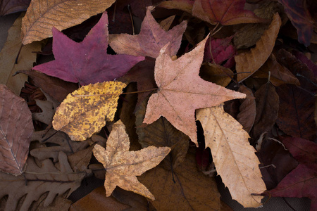 秋天的背景是干枯的树叶