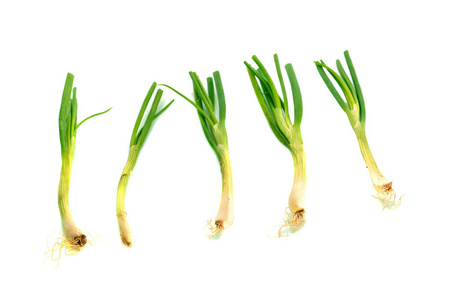 Spring onion isolated closeup 