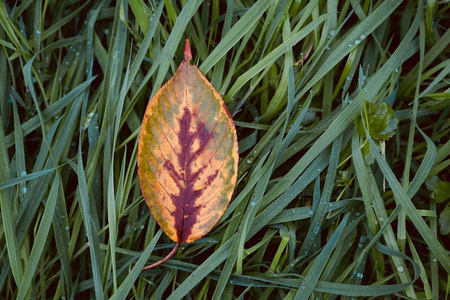秋天 纹理 自然 季节 落下 树叶 地面