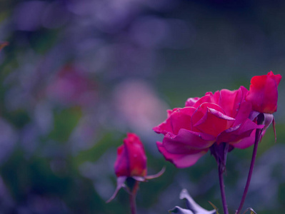 紫玫瑰枝，花蕾