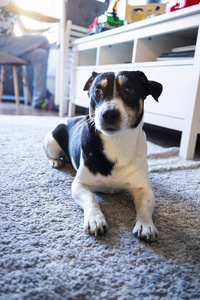 Portrait of a senior male Jack Russell Terrier 