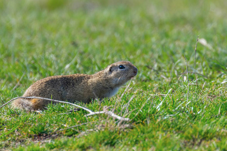 Souslik Spermophilus citellus European ground squirrel in the 