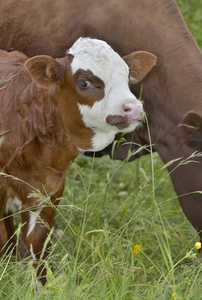 cute little calf brown with a white head standing in front of a 