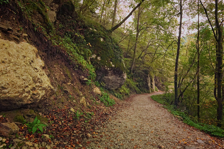 穿过秋色森林的狭窄小路的风景。雨后有点雾。景观与自然的概念。斯洛文尼亚特里格拉夫国家公园