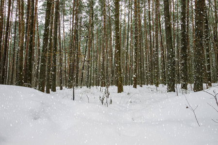 冬季松林降雪。