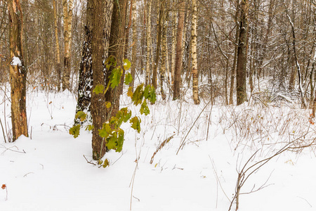 Landscape of winter pine and maple forest covered with frost at 