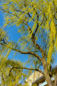 Weeping willow tree also known as salix babylonica 