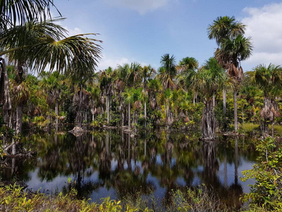 棕榈树 植物区系 自然 风景 丛林 太阳 美女 美丽的 旅游业
