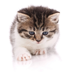 可爱的条纹小猫，白色眼睛上有蓝色的眼睛