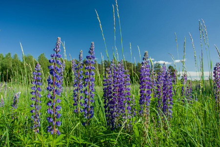 生长在绿色草地和蓝天上的紫色羽扇豆花