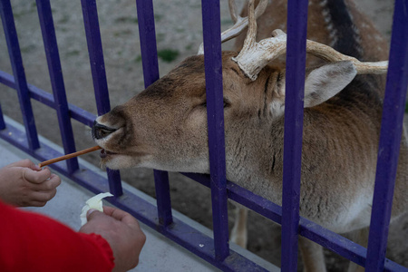 一个男人用笼子喂母鹿图片