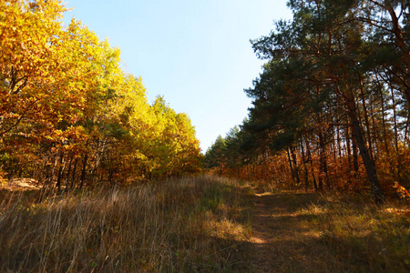 木材 自然 秋天 季节 风景 颜色 天空 落下 环境 树叶