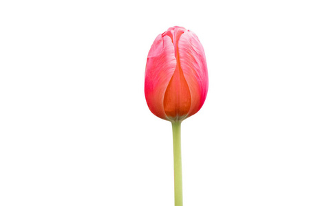 Red tulip flower isolated on white background 