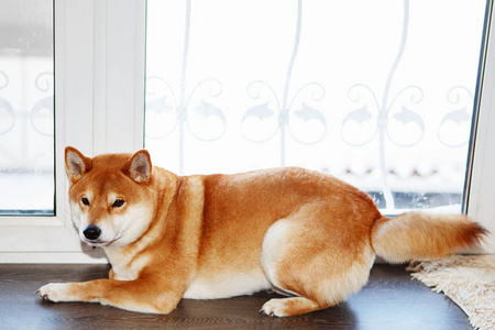 日本石八犬在窗户附近。红石坝犬