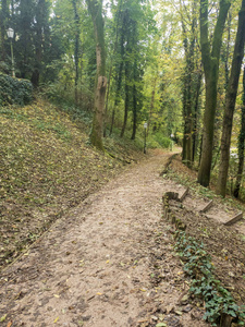 夏天 树叶 植物 森林 松木 自然 徒步旅行 风景 美丽的