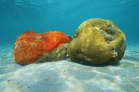 海洋生物红钻海绵和开槽脑珊瑚图片