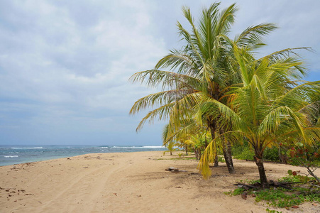 加勒比海椰树海滩哥斯达黎加图片
