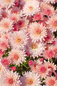 Autumn chrysanthemum flowers grow 