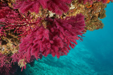 地中海红柳珊瑚软珊瑚图片