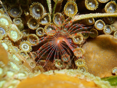 加勒比海蜗牛图片