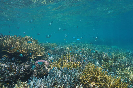 新喀里多尼亚珊瑚礁