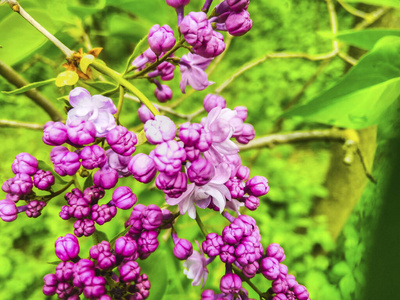 紫色 植物 紫罗兰 紫丁香 植物学 园艺 盛开 花期 花园